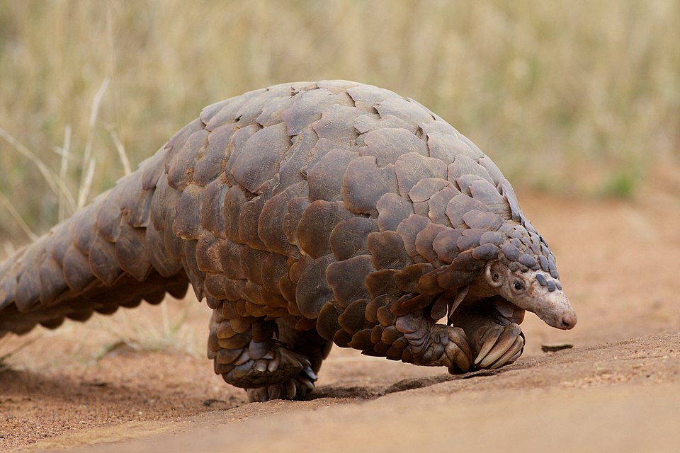 tonne-d-ivoire-et-de-pangolin-saisis