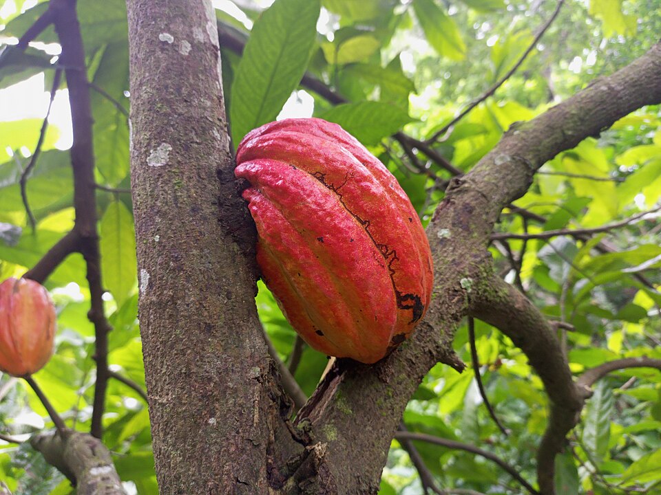 conseil-des-ministres-prix-du-cacao