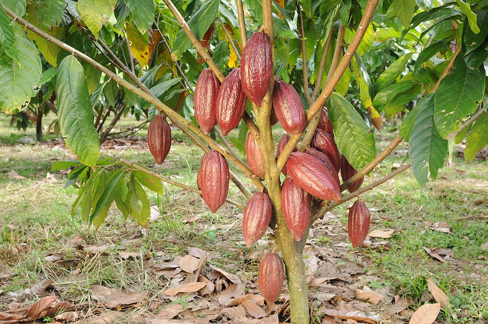 prix-du-cacao-cote-d-ivoire