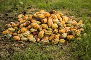 Lire la suite à propos de l’article Flambée du prix du cacao: 7500FCFA le kg sur le marché mondial