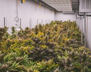 mali-1700-kilos-cannabis-saisis