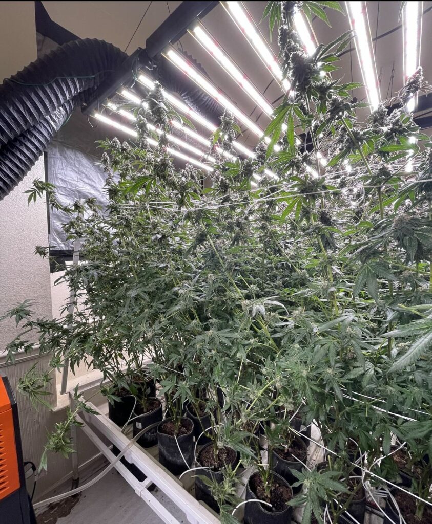 transport-de-cannabis-procureur-requiter-10-ans-prison-deux-policiers-ivoiriens